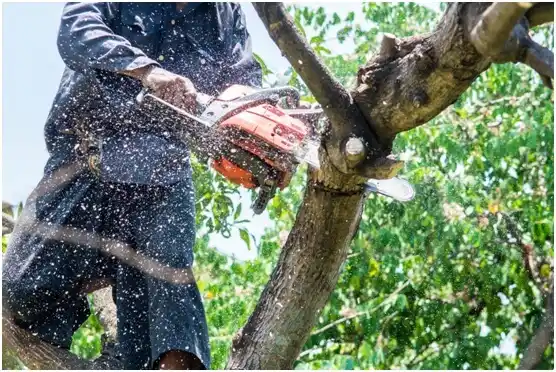 tree services Laguna Park